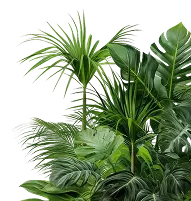 Daun Kanan