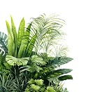 Daun Kiri