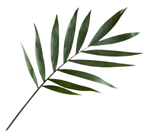 daun3
