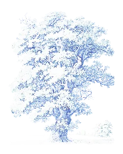 pohon