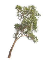 Pohon Kiri