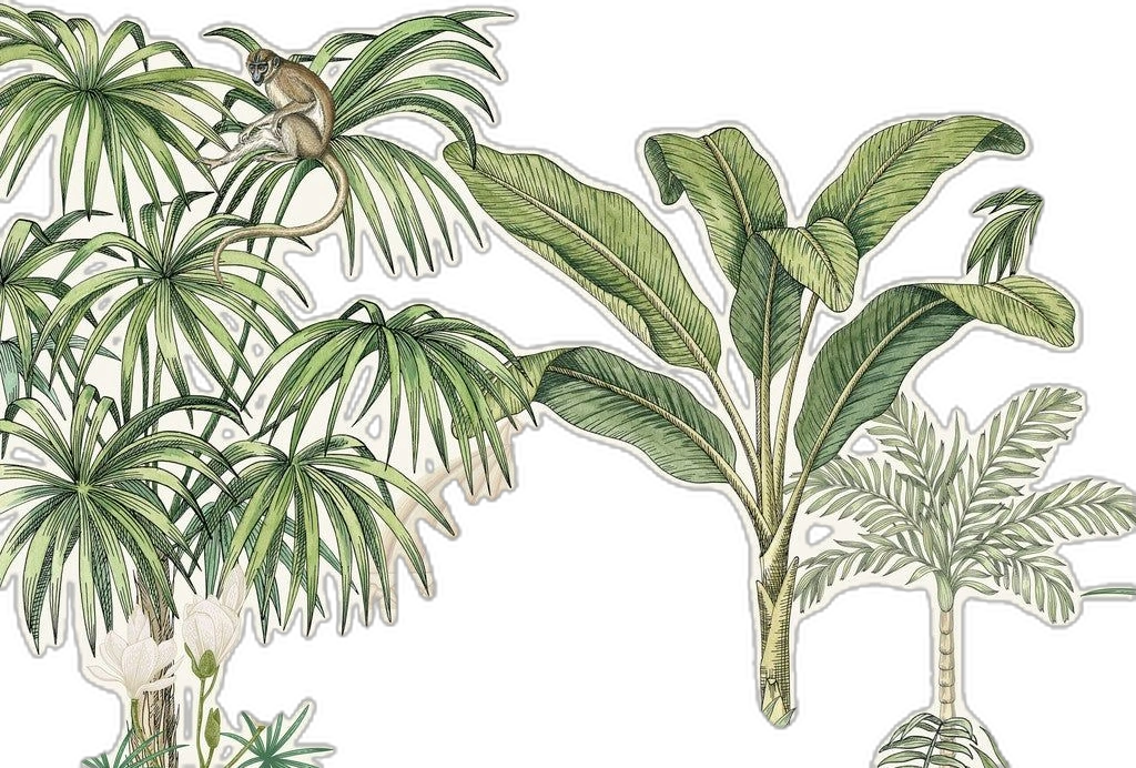 daun kiri