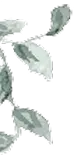 daun kiri